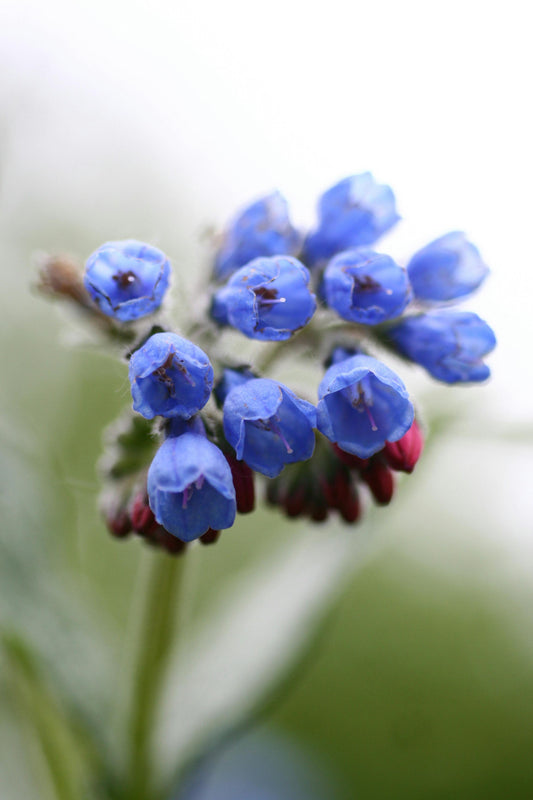 The Power of Comfrey in Skin Repair
