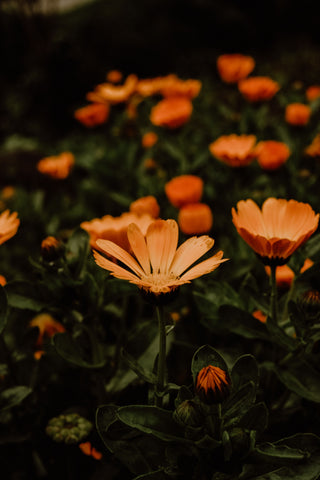 Calendula for Sensitive Skin: The Gentle Powerhouse