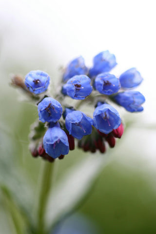 The Power of Comfrey in Skin Repair